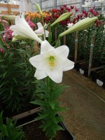 [5146 Bright Tower 16 ST No01.JPG]